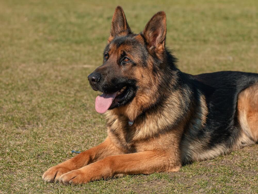 https://www.petprofessional.com.au/wp-content/uploads/2019/02/dog-training-german-shepherd.jpg