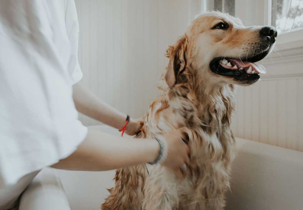 Starting a pet grooming business—what you need to know - PetProfessional