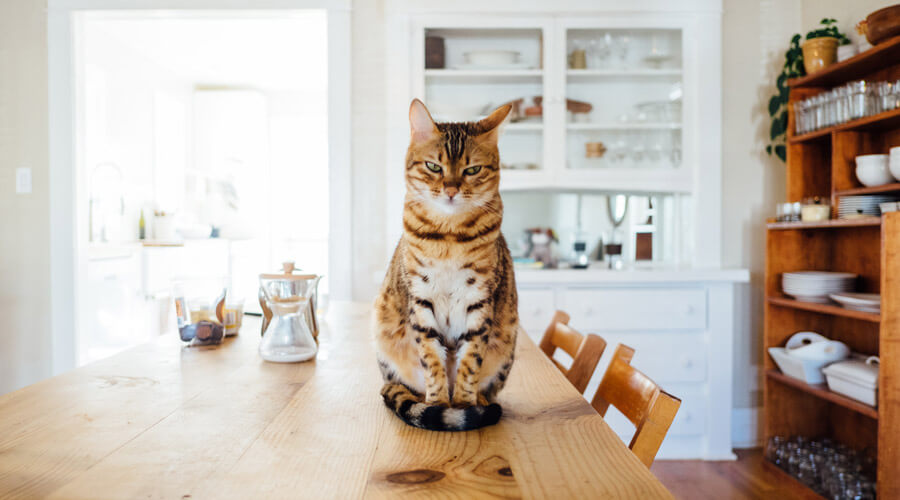 Cat sat on kitchen table, pet safety in the home