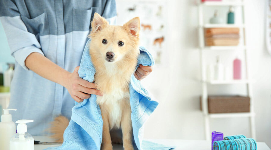 pet grooming australia | avoid dog grooming injuries