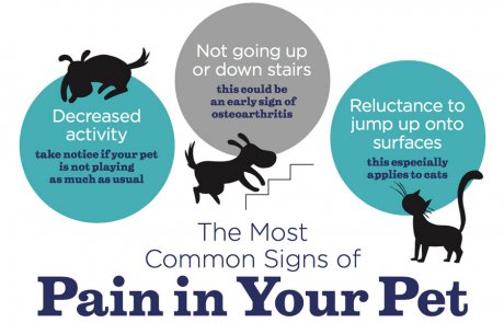 Managing animal pain - PetProfessional