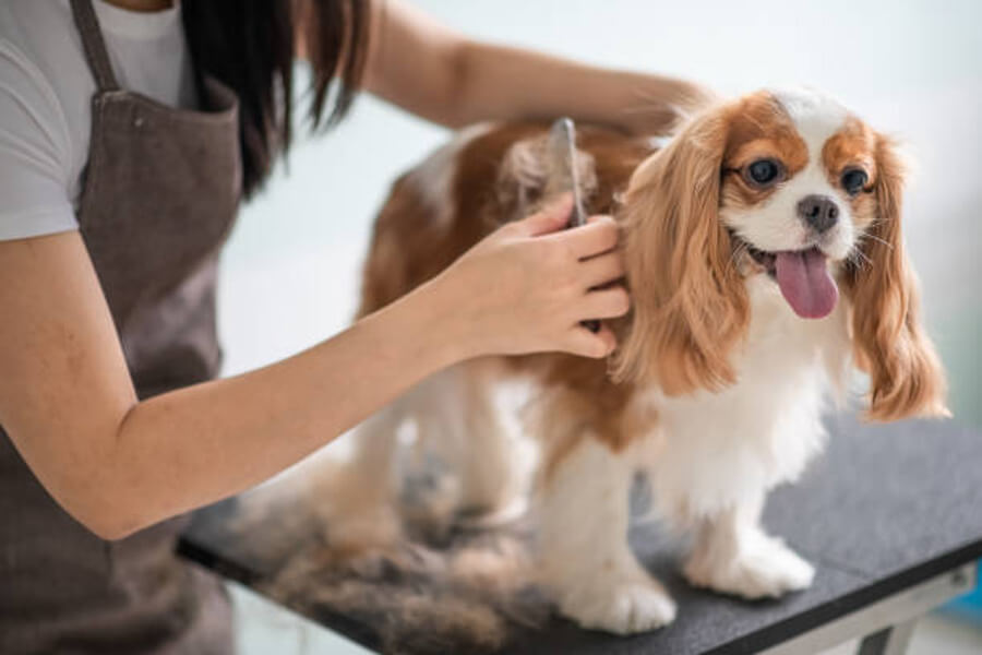 Pros and cons of being a pet groomer - PetProfessional