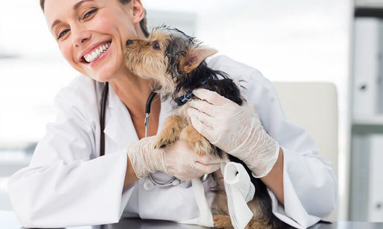 pros-and-cons-of-becoming-a-vet-petprofessional