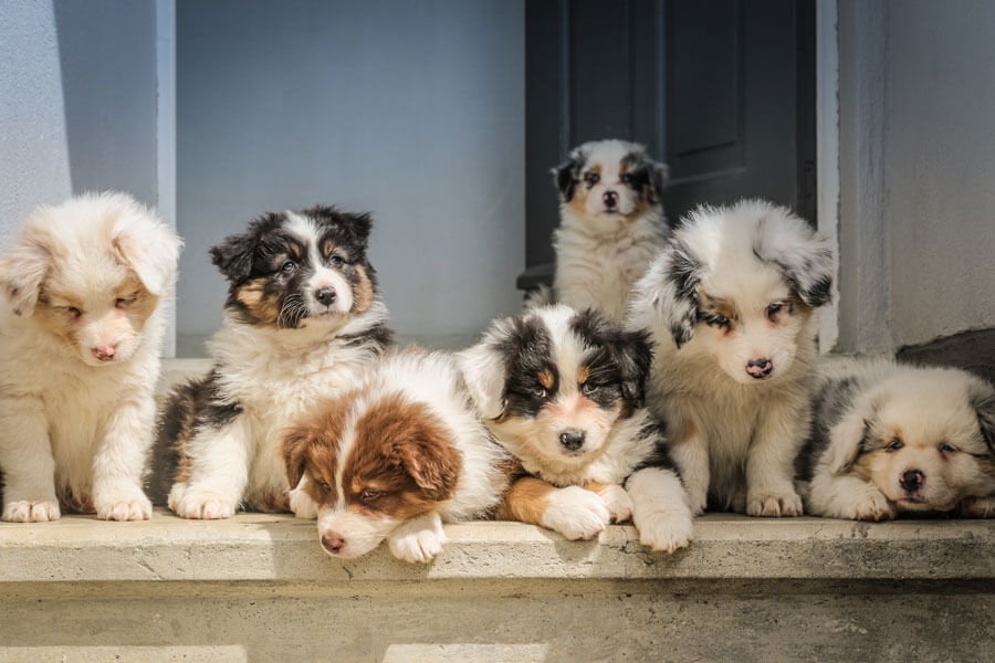 how much does a dog breeder make