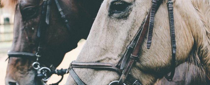 close up of two horse heads