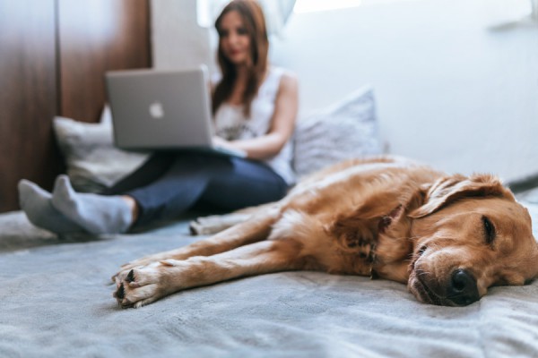 how-to-politely-turn-down-a-pet-sitting-job-petprofessional