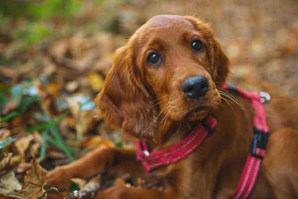 can-you-over-exercise-a-puppy-petprofessional